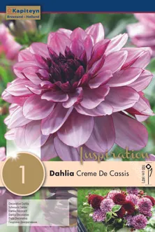 DAALIA KAPITEYN "CREME DE CASSIS" 1TK PAKIS