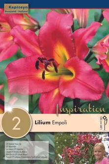 TROMPETLIILIA KAPITEYN "EMPOLI" 2TK PAKIS