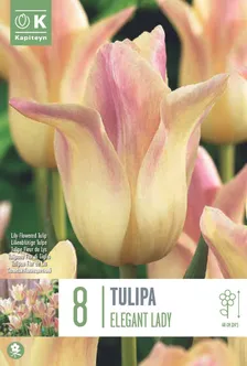 LILLESIBUL LIILIAÕIELINE TULP "FLOWERED ELEGANT LADY"