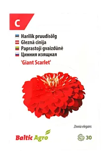 SEEMNED BALTIC AGRO PRUUDISÕLG 'GIANT SCARLET'PUNASED TÄIDISÕIED, 30S