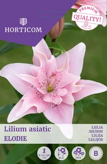 LIILIA ASIATIC DOUBLE ELODIE 1TK