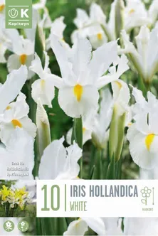 HOLLANDI IIRIS VALGE KAPITEYN 10TK