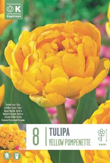 TOPELTÕIELINE TULP KAPITEYN YELLOW POMPONETTE 8TK