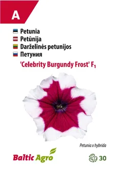 PETUUNIA BALTIC AGRO "CELEBRITY BURGUNDY FROST"