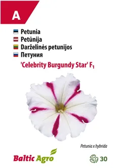 PETUUNIA BALTIC AGRO "CELEBRITY BURGUNDY STAR"