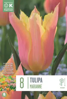 LIILIAÕIELINE TULP KAPITEYN MARIANNE 8TK