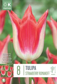 LIILIAÕIELINE TULP KAPITEYN STRAWBERRY ROMANOFF 8TK