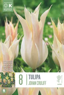 LIILIAÕIELINE TULP KAPITEYN JOHAN CRUIJFF 8TK
