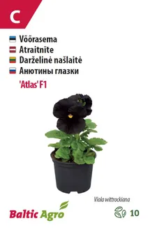 VÕÕRASEMA BALTIC AGRO "ATLAS" F1
