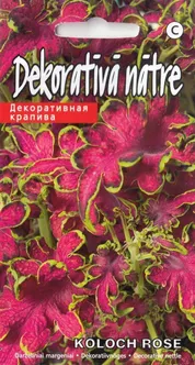 DEKORATIIVNÕGES KOLOCHA ROSE 10 SEEMET