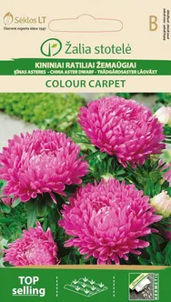 AEDASTER CHINA ASTER COLOUR CARPET PINK