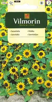 LILLESEEMNED SANVITAALIA VILMORIN CLASSIC