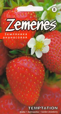 SEEMNED KURZEMES SEKLAS AEDMAASIKAS "TEMPTATION"