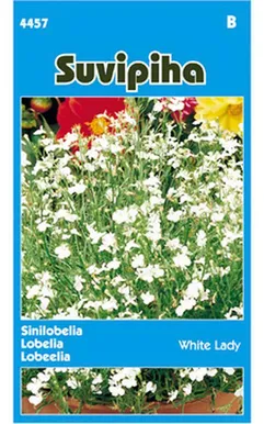 LILLESEEMNED SUVIPIHA LOBEELIA WHITE LADY VALGE 