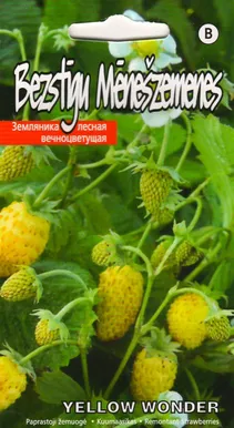 SEEMNED KURZEMES SEKLAS KUUMAASIKAS 'YELLOW WONDER' KOLLANE 0,1G