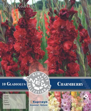 GOFREERITUD GLADIOOL KAPITEYN "CHAMBERRY" 10TK PAKIS