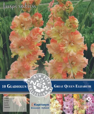 GOFREERITUD GLADIOOL KAPITEYN "GREAT QUEEN ELIZABETH" 10TK PAKIS