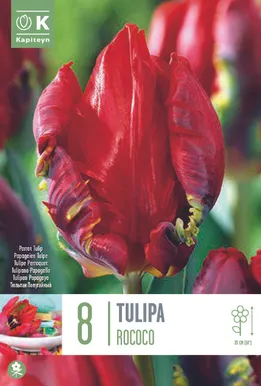 LILLESIBUL KAPITEYN PAPAGOITULP "ROCOCO"