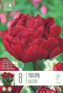 LILLESIBUL KAPITEYN TÄIDISÕIELINE TULP "SALCIDO"