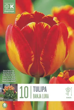 LILLESIBUL KAPITEYN DARWINHÜBRIIDTULP "BANJA LUKA"