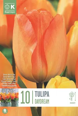 LILLESIBUL KAPITEYN DARWINHÜBRIIDTULP "DAYDREAM"