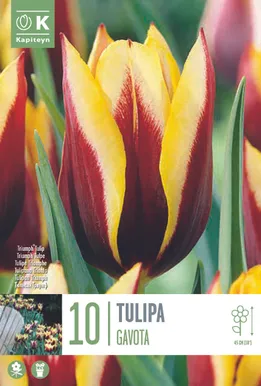 LILLESIBUL KAPITEYN TRIUMFTULP "GAVOTA"