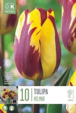 LILLESIBUL KAPITEYN TRIUMFTULP "HELMAR"