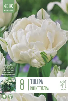 LILLESIBUL KAPITEYN TÄIDISÕIELINE TULP "MOUNT TACOMA"