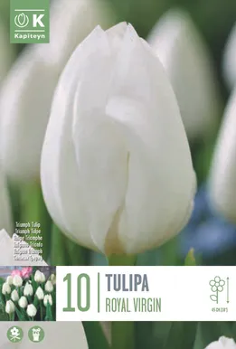 LILLESIBUL KAPITEYN TRIUMFTULP "ROYAL VIRGIN"