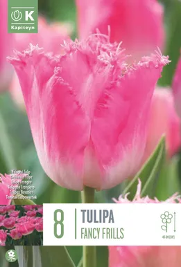 LILLESIBUL KAPITEYN NARMASÕIELINE TULP "FANCY FRILLS"