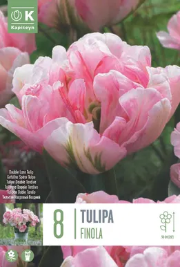 LILLESIBUL KAPITEYN TÄIDISÕIELINE TULP "FINOLA"