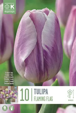 LILLESIBUL KAPITEYN TRIUMFTULP "FLAMING FLAG"