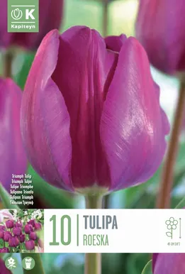 TULP KAPITEYN ROESKA 10TK PAKIS
