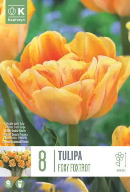 LILLESIBUL KAPITEYN TULP TOPELTÕIELINE "FOXY FOXTROT"