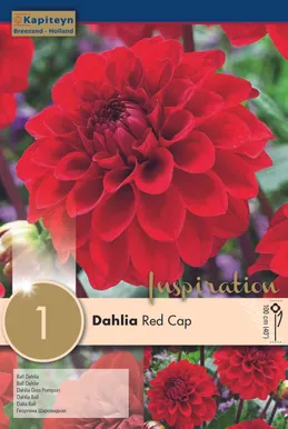 DAALIA KAPITEYN "RED CAP" 1TK PAKIS