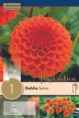 DAALIA KAPITEYN "SYLVIA" 1TK PAKIS