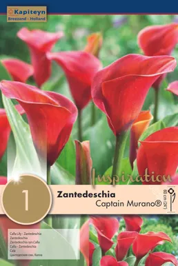 KALLA KAPITEYN "CAPTAIN MURANO®" 1TK PAKIS