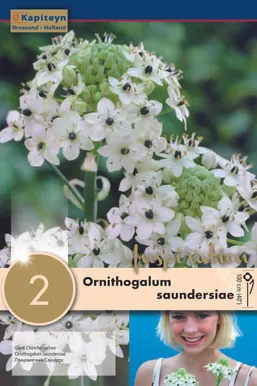 HIID-LINNUPIIM KAPITEYN 2TK PAKIS