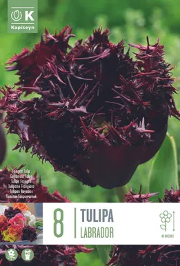 LILLESIBUL KAPITEYN NARMASÕIELINE TULP "LABRADOR" 8TK PAKIS