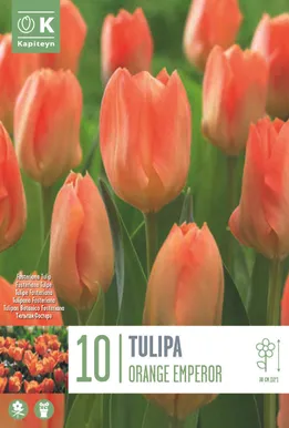 LILLESIBUL KAPITEYN FOSTERITULP "ORANGE BREEZE" 10TK PAKIS