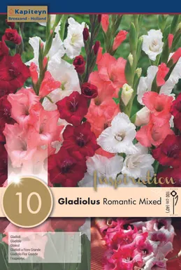 GLADIOOL KAPITEYN "ROMANTIC" 10TK PAKIS