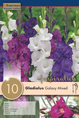 GLADIOOL KAPITEYN "GALAXY" 10TK PAKIS