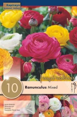 AASIA TULIKAS SEGU KAPITEYN 10TK PAKIS