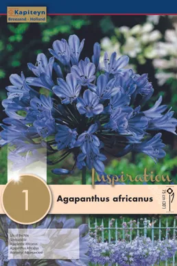 AAFRIKA LEMBELIILIA KAPITEYN 1TK PAKIS