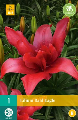LILLESIBUL AASIA LIILIA "DOUBLE BALD EAGLE" 1TK
