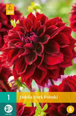 DAALIA FIMBRIATA DARK FUBUKI