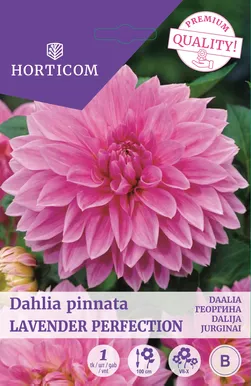 DAALIA LAVENDER PERFECTION
