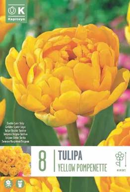 TOPELTÕIELINE TULP KAPITEYN YELLOW POMPONETTE 8TK