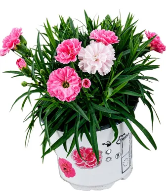 AEDNELK "ILOVEU" POTT 10,5CM