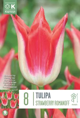 LIILIAÕIELINE TULP KAPITEYN STRAWBERRY ROMANOFF 8TK